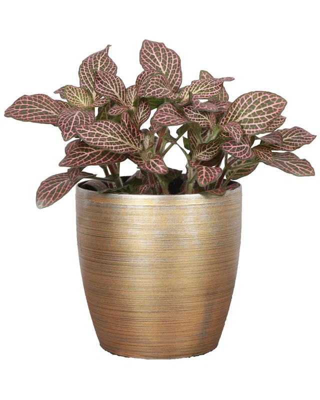 Thorsen's Greenhouse Live Pink Fittonia Nerve Plant in Classic Pot, image 1 of 1 from Rue La La