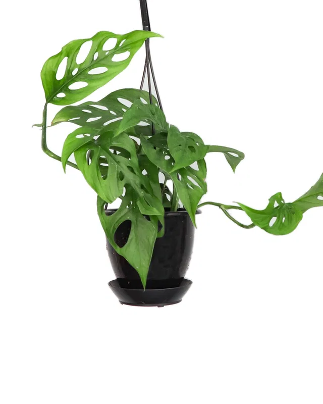 Thorsen's Greenhouse Live Swiss Cheese Monstera Plant, image 1 of 1 from Rue La La