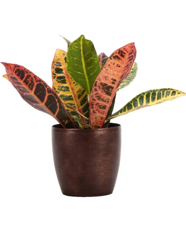 Thorsen's Greenhouse Petra Croton in Small Copper Pot, image 1 of 1 from Rue La La
