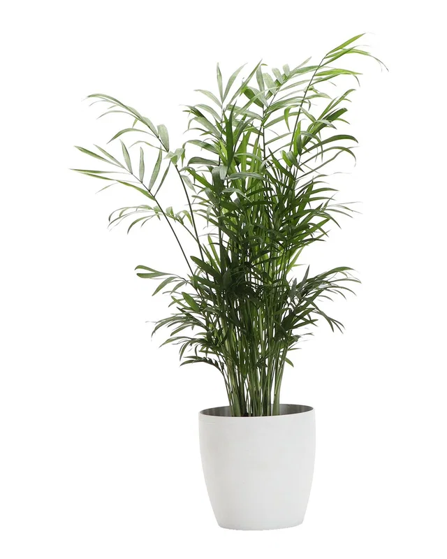Thorsen's Greenhouse Neantha Bella Palm in Small White Pot, image 1 of 1 from Rue La La