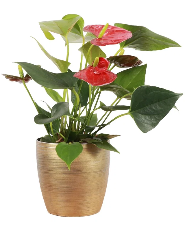 Thorsen's Greenhouse Live Anthurium Plant In Gold Holiday Pot, image 1 of 1 from Rue La La